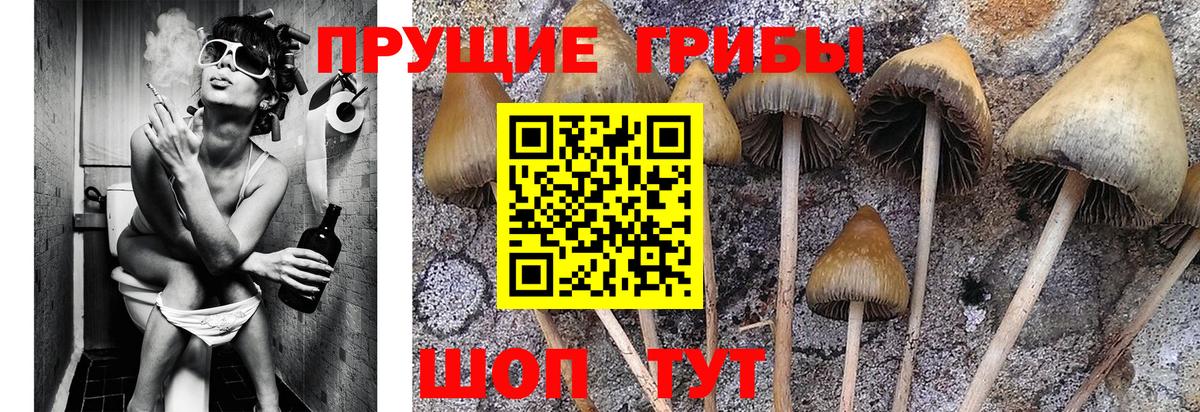 где купить   Псилоцибиновые грибы MAGIC MUSHROOMS  Псилоцибиновые грибы GOLDEN TEACHER  Вход с VPN  Аргун 